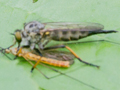 Neoitamus cyanurus